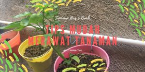 Cara Merawat Tanaman Dengan Benar