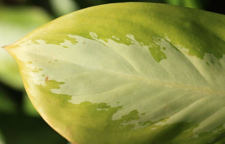 Cara Merawat Tanaman Hias Aglonema