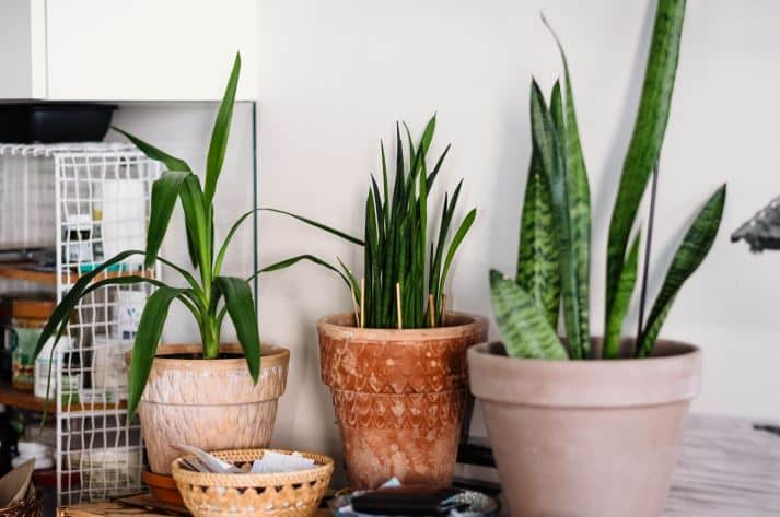 Contoh Tanaman Hias Daun Populer