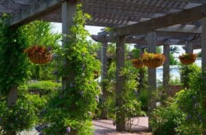 Jenis Tanaman Hias Gantung Yang Cepat Tumbuh