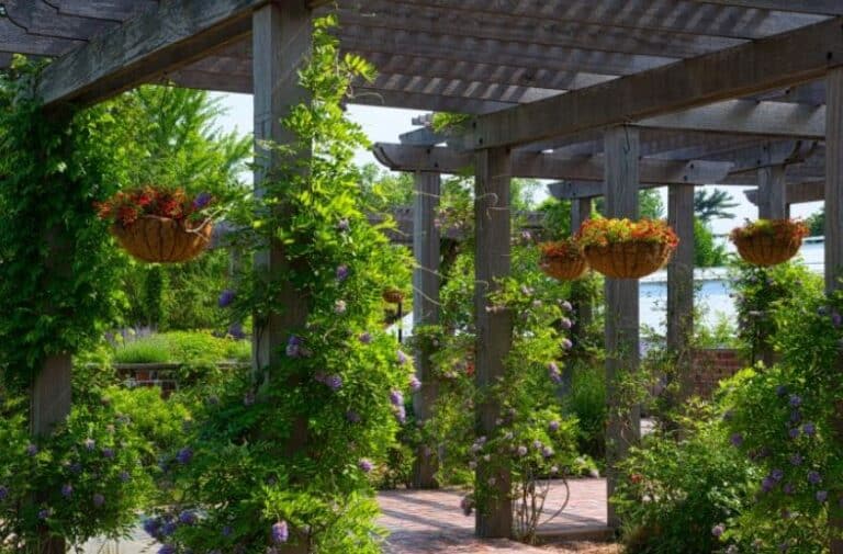 Jenis Tanaman Hias Gantung Yang Cepat Tumbuh