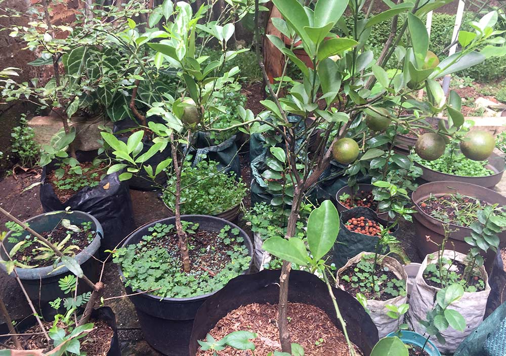 Pemeliharaan Tanaman