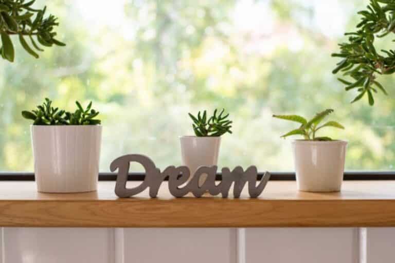 Rekomendasi Tanaman Hias Indoor Bagus + Cantik