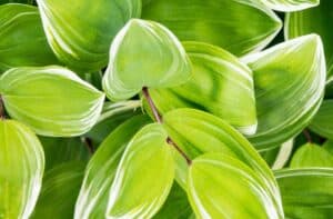 Tanaman Hias Aglaonema: Jenis + Manfaat