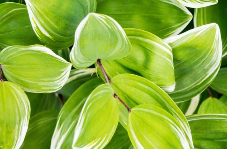 Tanaman Hias Aglaonema: Jenis + Manfaat