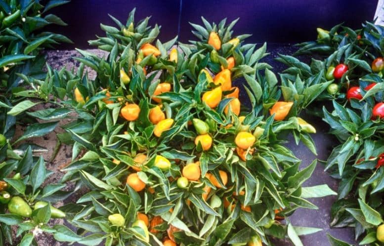 Tanaman Hias Buah: Gampang Ditanam + Cantik! 4 Tanaman Hias Buah Cabe Pelangi