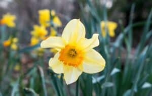 Tanaman Hias Bunga: Indoor + Outdoor