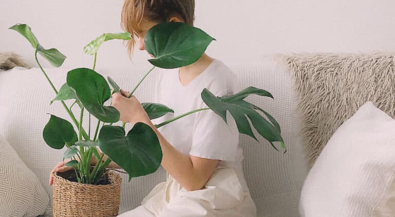 Tanaman Hias Daun: Indoor + Outdoor