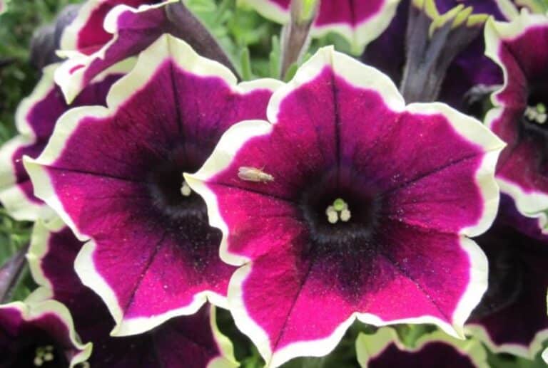 Tanaman Hias Gantung Unik + Cantik