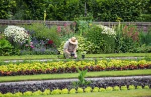 Tanaman Hias Outdoor Yang Mudah Dirawat + Tahan Panas & Hujan