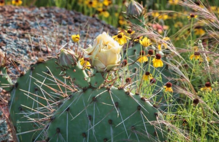 Tanaman Hias Tahan Panas dan Hujan