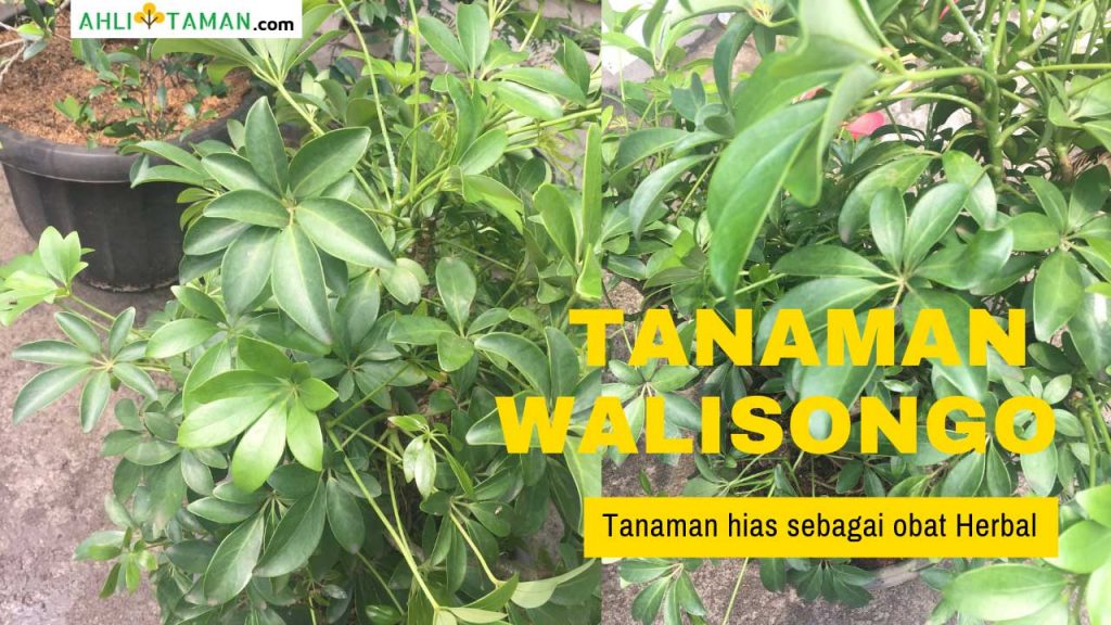 Tanaman Walisongo: Tanaman Hias, Daun, Bunga Wali Songo