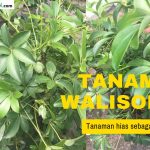 Tanaman Walisongo