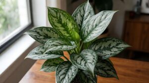 Aglaonema untuk Indoor: 12 Jenis dan Cara Merawat di Ruangan Minim Cahaya