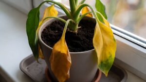 Overwatering Tanaman Hias: Ciri-Ciri dan Cara Menyelamatkan