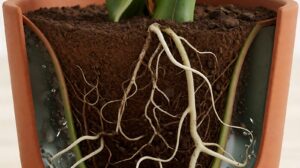 Akar Busuk Monstera: Penyebab, Gejala, dan Cara Menyelamatkan