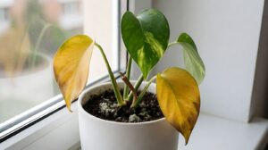 Akar Busuk Pothos: Penyebab, Gejala, dan Langkah Penyelamatan