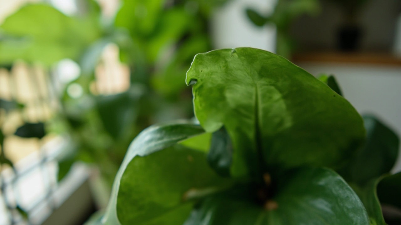 Calathea di Kamar Tidur: Bertahan di Bawah AC atau Mati