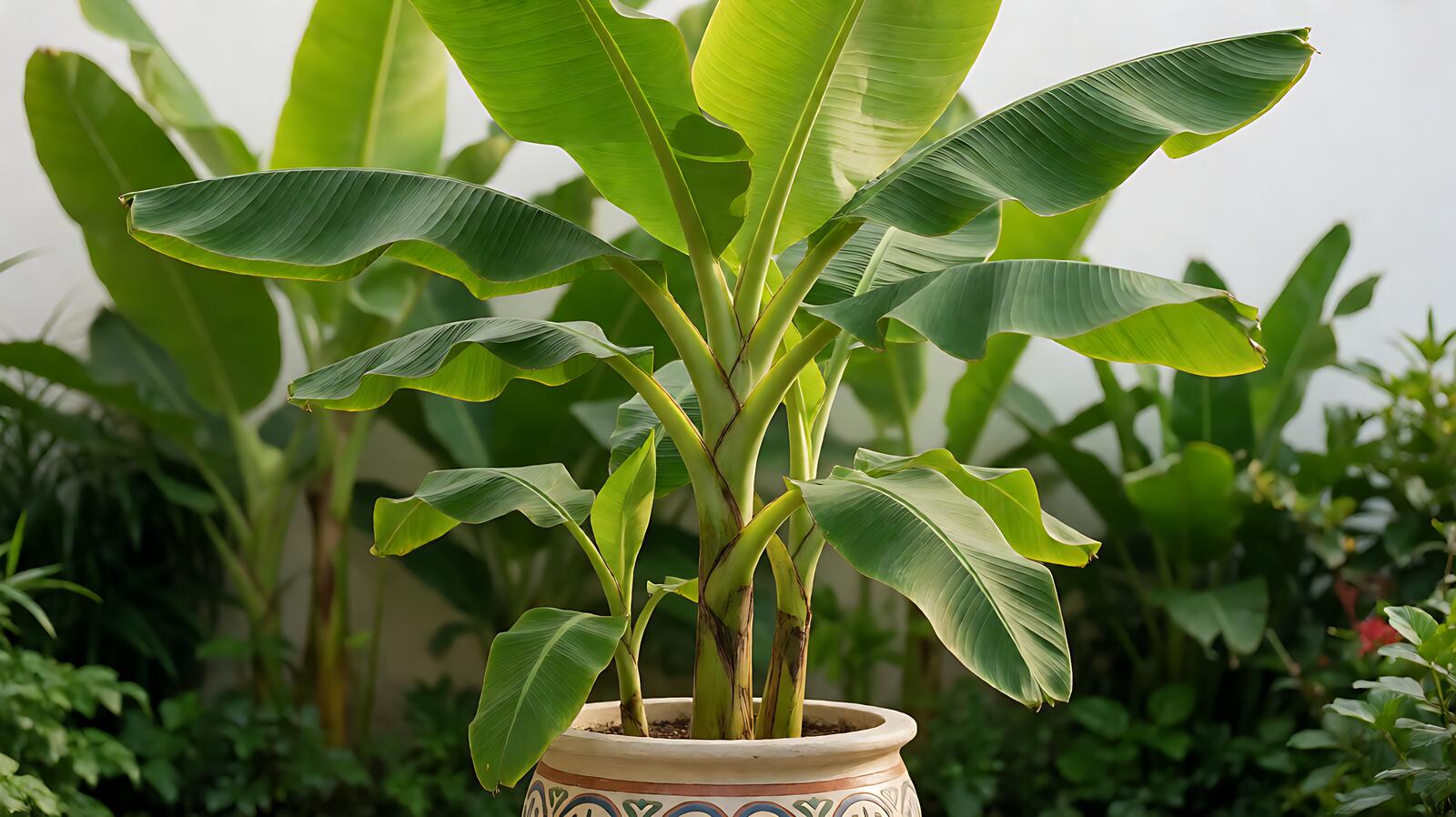 Pisang Tabulampot: Cara Menanam, Patah, NPK, dan Panen