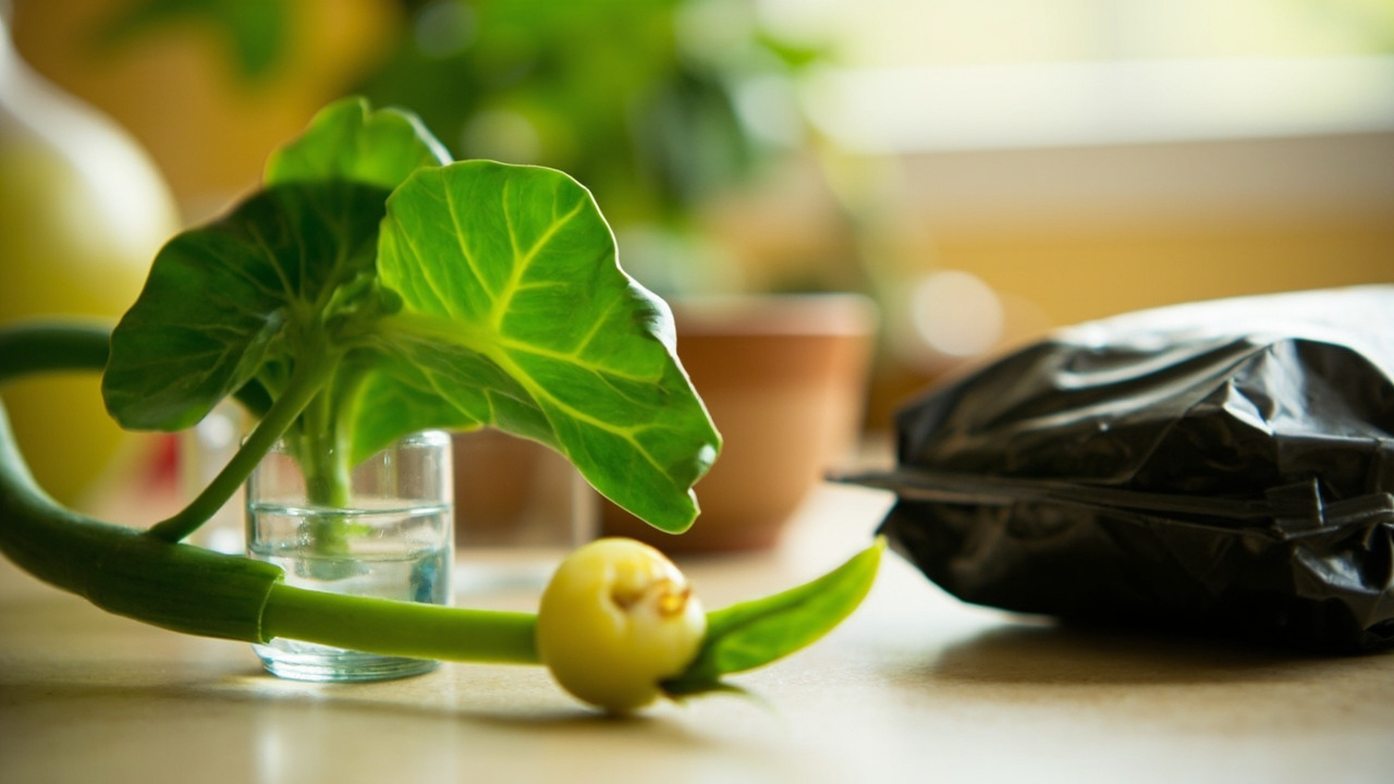 Cara Stek Aglaonema: 4 Metode yang Akar Pasti Tumbuh
