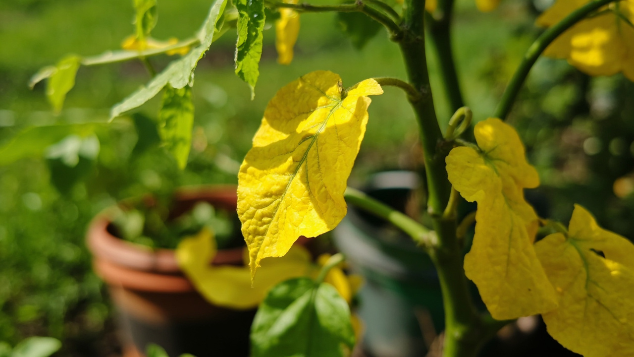 Daun Tomat Menguning: 5 Penyebab dan Cara Mengatasinya