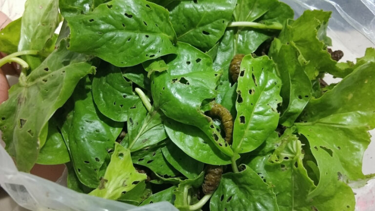 5 Hama Kangkung Paling Sering dan Cara Mengatasinya dengan Ramuan Dapur