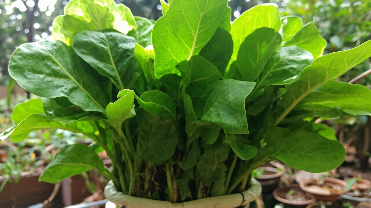 5 Jenis Kangkung Unggul Cepat Panen untuk Pekarangan Rumah