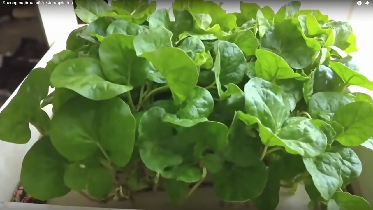 Cara Menanam Kangkung Hidroponik Sederhana untuk Pemula