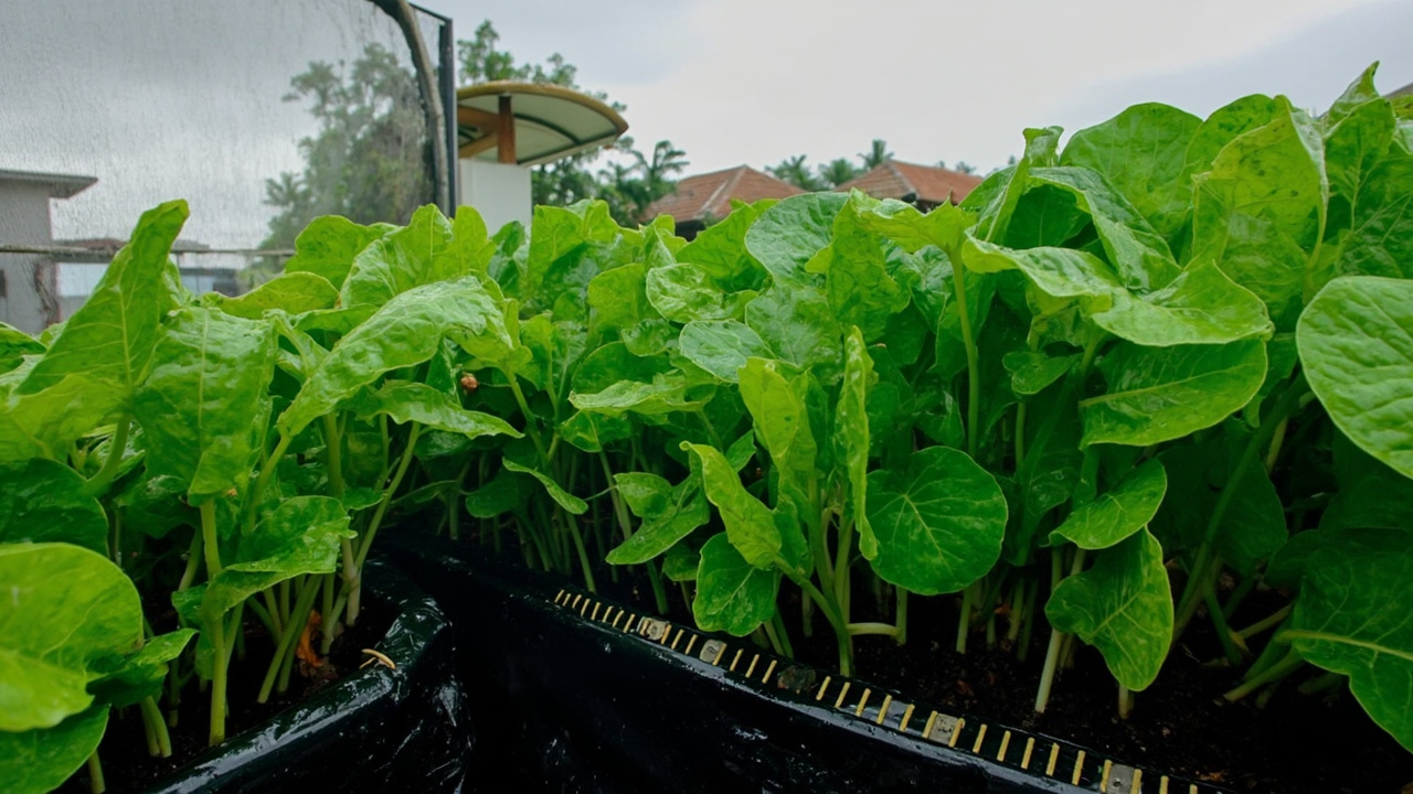 Kangkung Musim Hujan: 7 Tips Polybag Tetap Panen 25-32 Hari