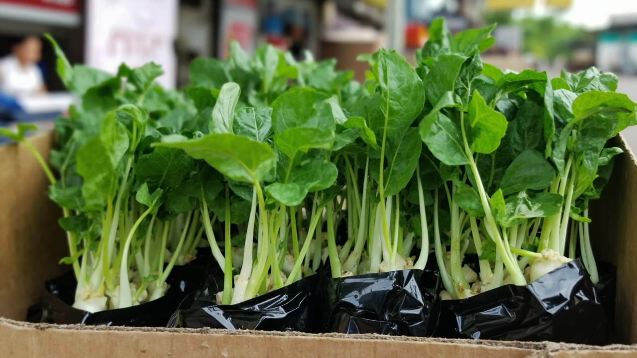 Panduan Beli Bibit Kangkung: Tips Lengkap untuk Pemula