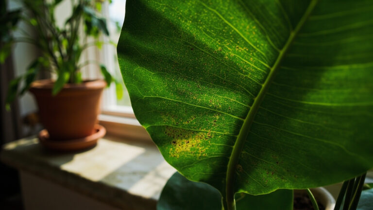 Spider Mite Tanaman Hias: Kenali Gejalanya Sebelum Tanamanmu Mati 25