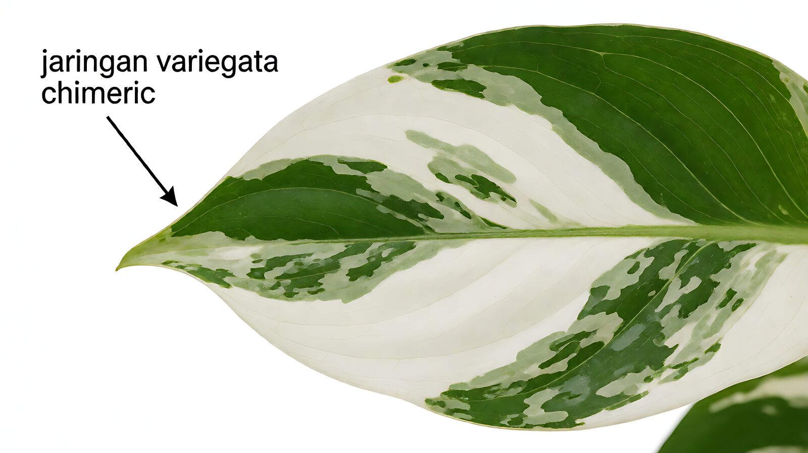 Walisongo Variegata Memudar: 5 Penyebab dan Solusinya