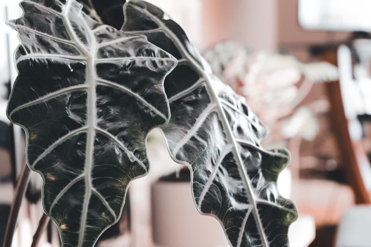 8 Jenis Alocasia Paling Populer di Indonesia + Cara Merawat
