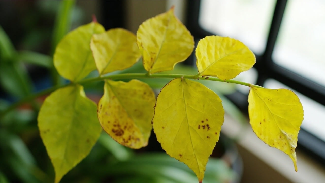 Daun Scindapsus Menguning: Penyebab yang Paling Sering dan Cara Membacanya