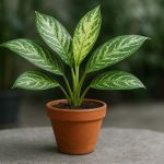 Tanaman hias tahan naungan aglaonema berdaun variegata dalam pot terracotta di area teduh