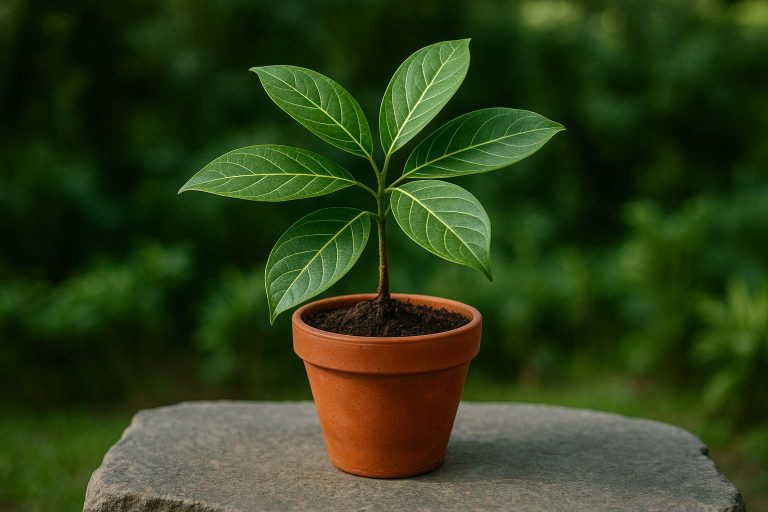 Tanaman walisongo dalam pot terakota di atas batu, di cahaya siang alami