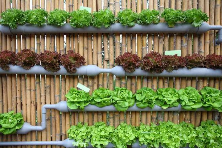 Vertical Garden: Berkebun di Lahan Sempit [Taman Vertikal] 2